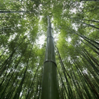 Bamboo forest in Korea South