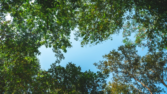 earth day concept, tropical forest and natural resource