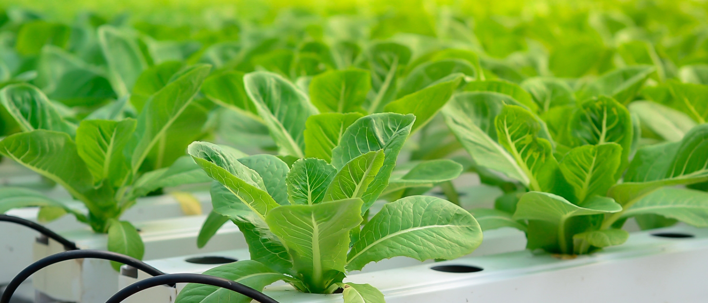 Growing green lettuce or organic salad vegetable With hydroponic systems in the greenhouse by controlling water and fertilizer using a small pipe Without soil for planting, digital smart farm