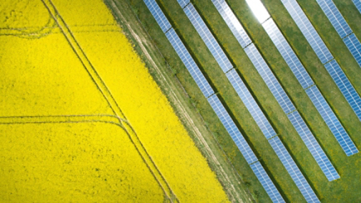 Canola field and solar panels 