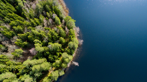 Coastal forest meeting blue lake