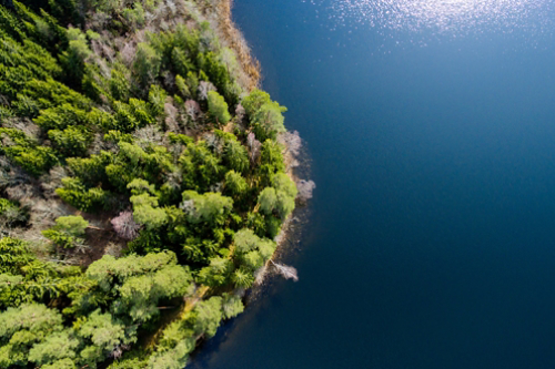 Coastal forest meeting blue lake