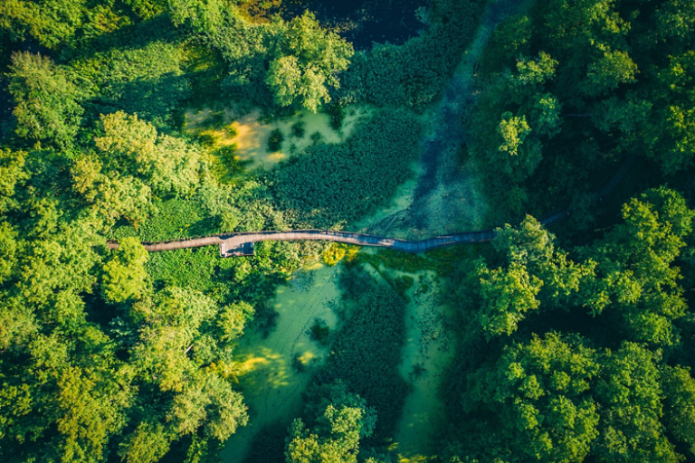 Wooden footbridge through swamp