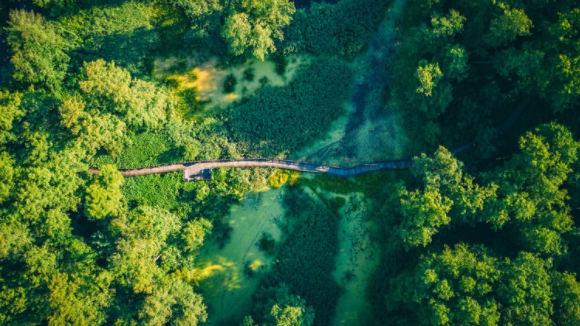 Wooden footbridge through swamp