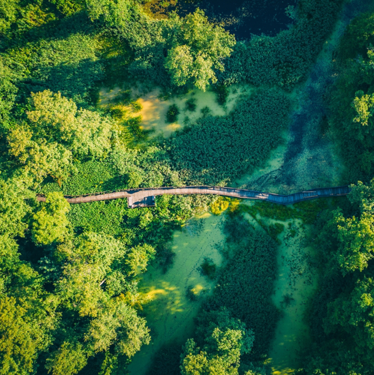 Wooden footbridge through swamp