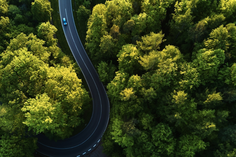 Winding road through dense forest