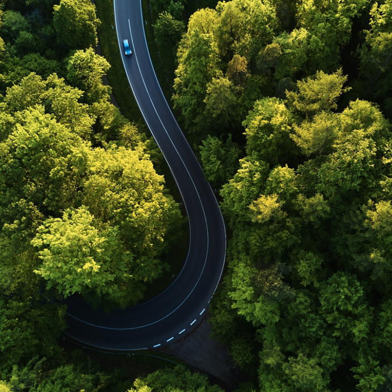 Winding road through dense forest