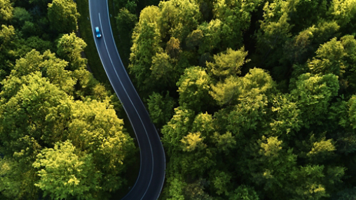 Winding road through dense forest