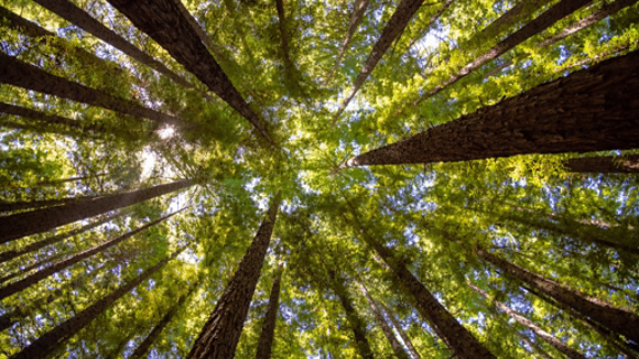 Redwood forest