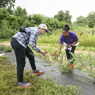 Volunteer maintaining plants