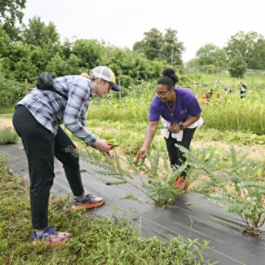 Volunteer maintaining plants