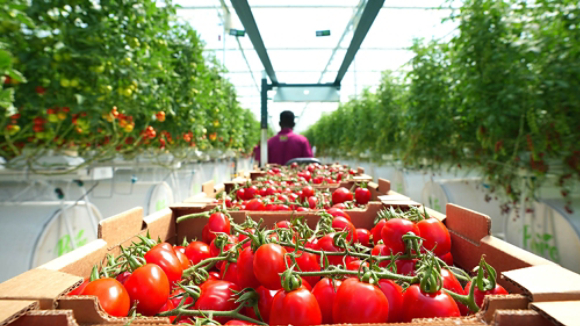 Tomatoes in Pure Harvest Greenhouse