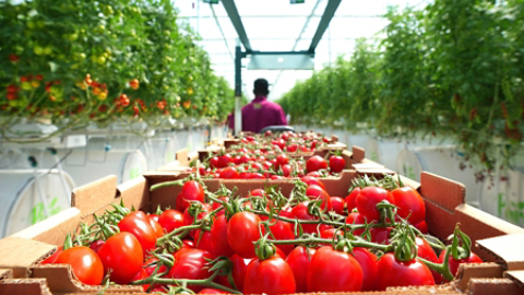 Tomatoes in Pure Harvest Greenhouse