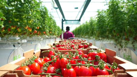 Tomatoes in Pure Harvest Greenhouse