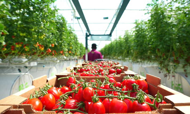 Tomatoes in Pure Harvest Greenhouse