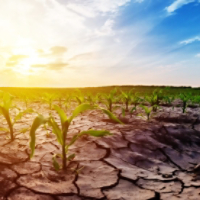 Drought in corn field