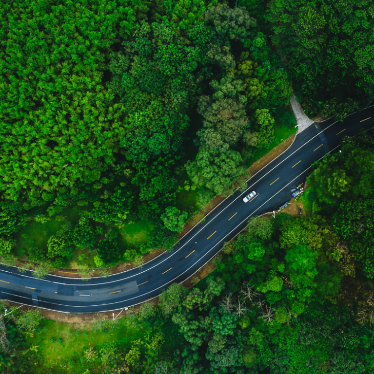 Dense forest around road