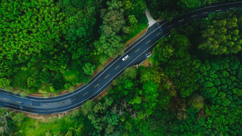 Dense forest around road