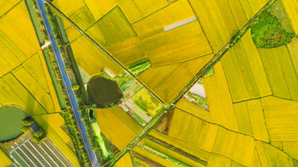 Yellow and Green Farmland