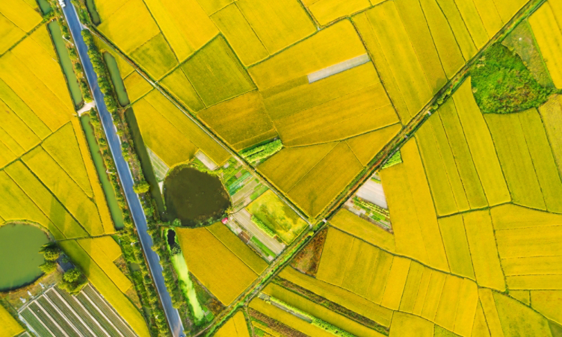 Yellow and Green Farmland