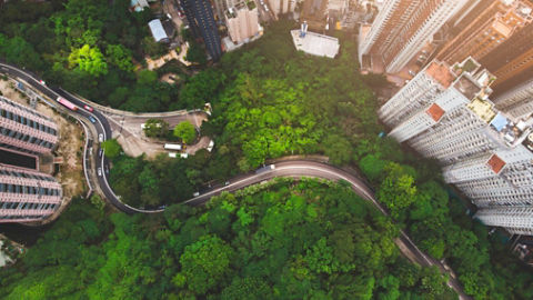 Aerial City Forest