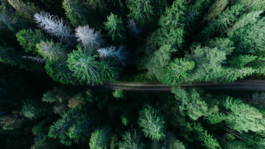 Road Between Thick Evergreen Trees