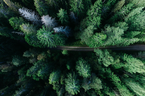 Road Between Thick Evergreen Trees