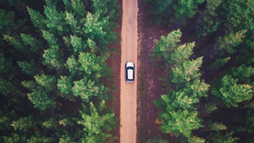 Straight Dirt Road Between Trees