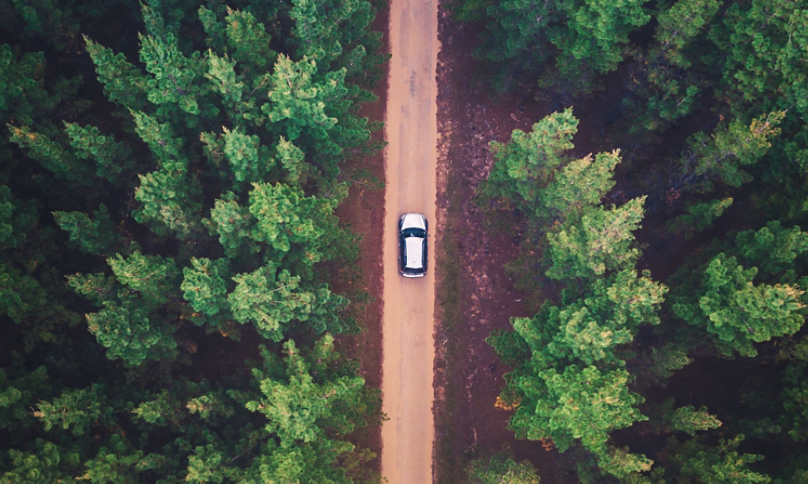 Straight Dirt Road Between Trees