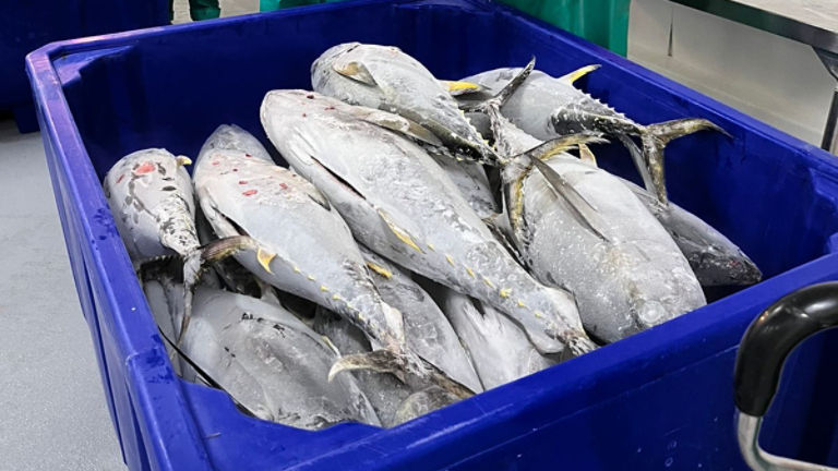 Klinge CBU-30 Blast Freezer Saints Tuna Corporation Customer Story