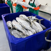 Klinge CBU-30 Blast Freezer Saints Tuna Corporation Customer Story