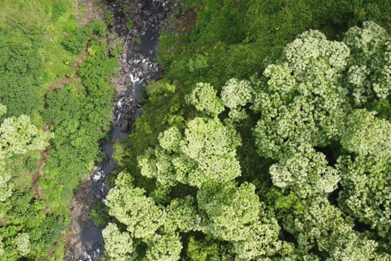 Calm stream through dense vegetation