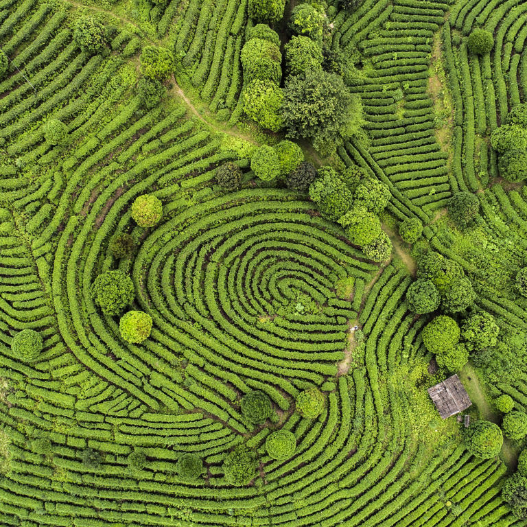Rows of green tea plants
