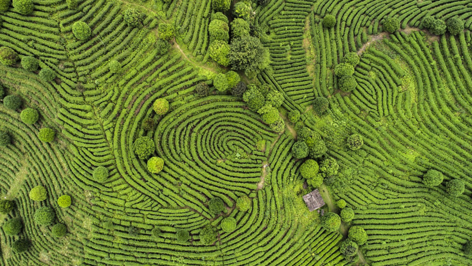 Rows of green tea plants