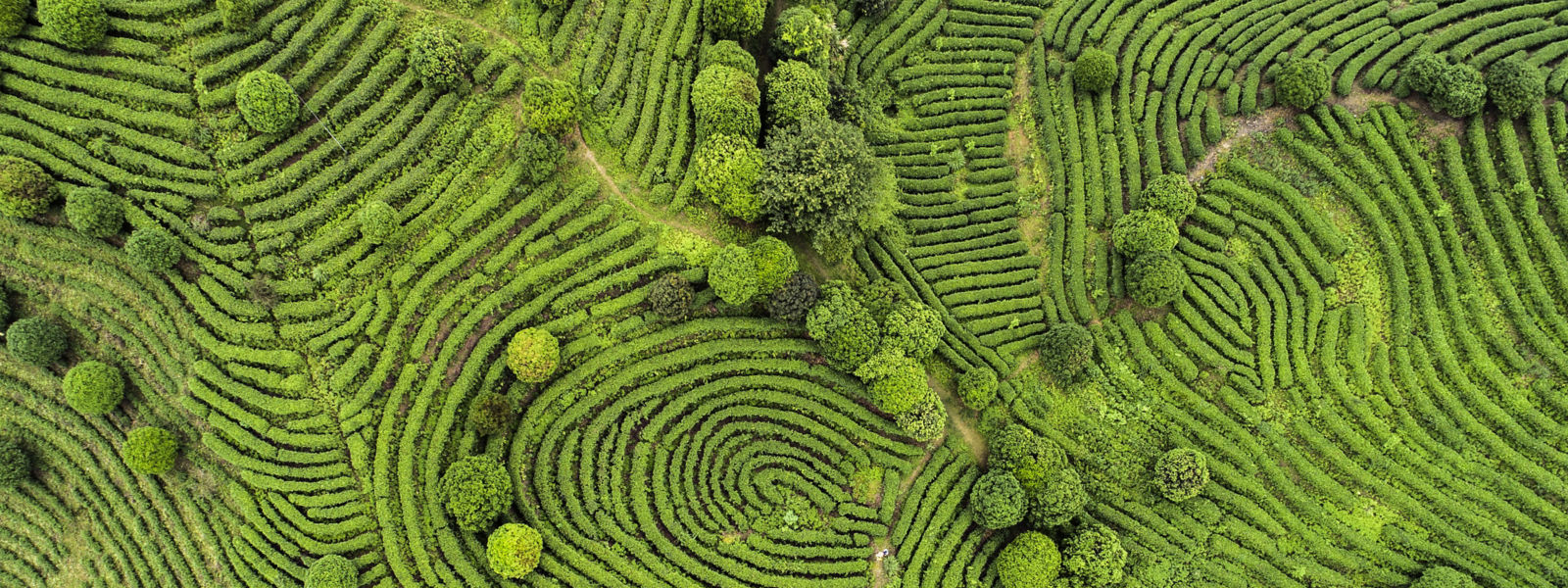 Rows of green tea plants