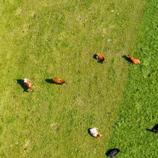 Cows grazing in green field 