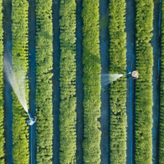 Farmers watering vegetable garden