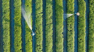 Farmers watering vegetable garden