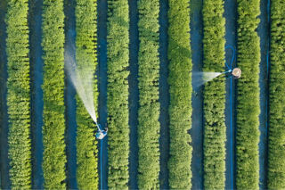 Farmers watering vegetable garden