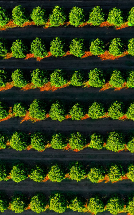 Sun rising on orange orchard