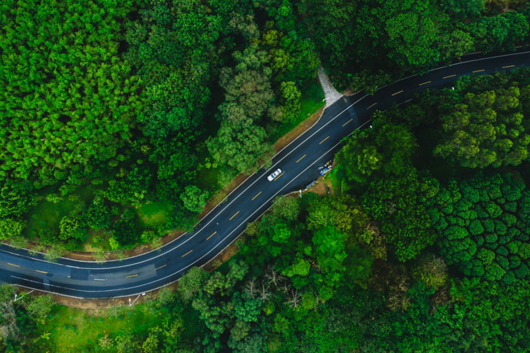 Dense forest around road