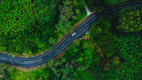 Dense forest around road