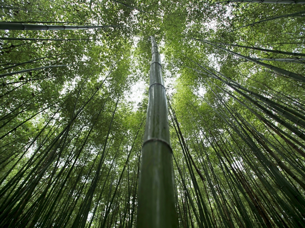Bamboo forest in Korea South