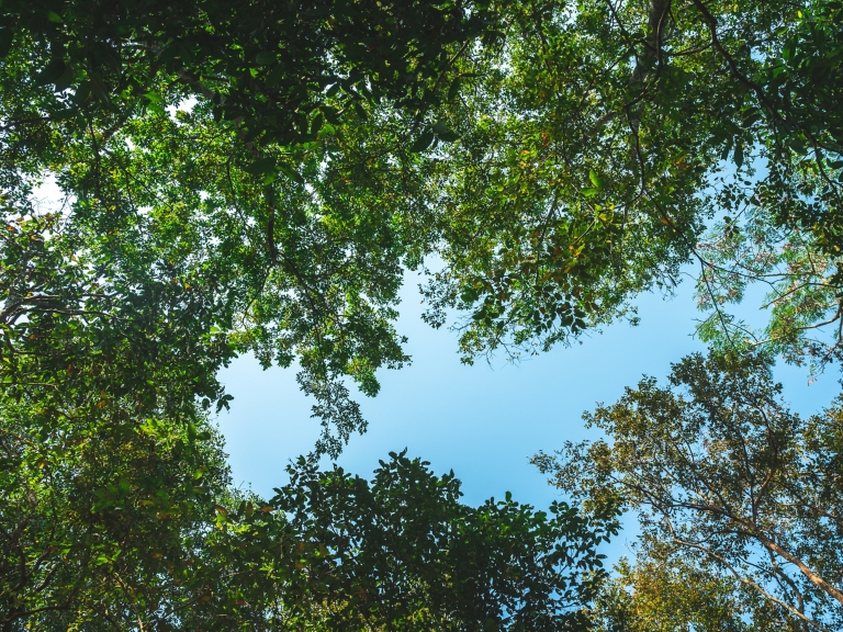 earth day concept, tropical forest and natural resource