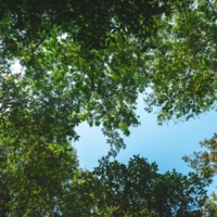 earth day concept, tropical forest and natural resource