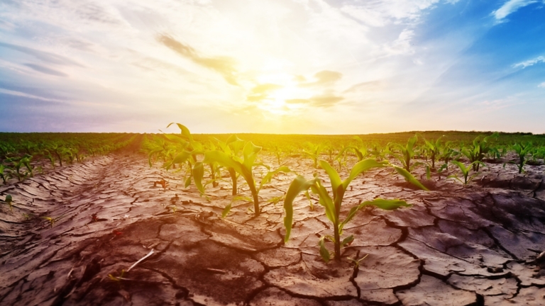 Drought in corn field